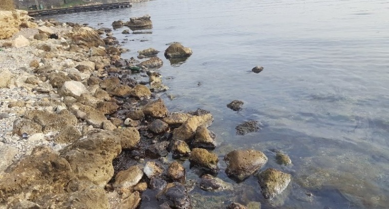 Фотофакт: у берегов Крыма из-за мазута массово гибнут птицы