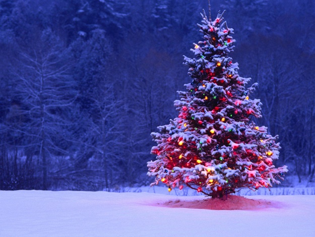 Дайте две: почем будут продавать новогодние елки в Крыму