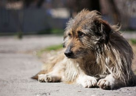 С улиц Севастополя уберут бездомных собак