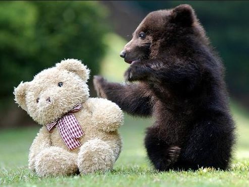 Фотофакт: в Тайгане родились необычные медвежата