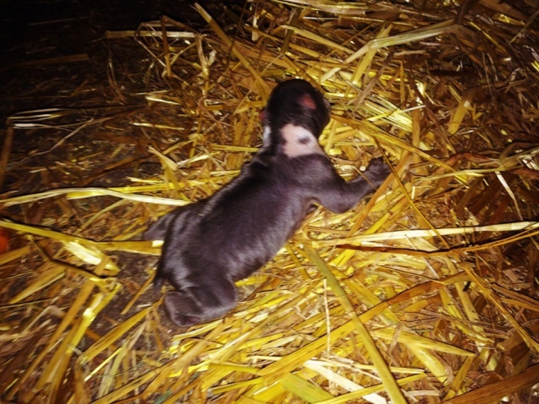 Фотофакт: в Тайгане родились необычные медвежата