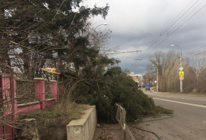 Шторм в Крыму: ураганным ветром валило деревья и обрывало провода [фото, видео]