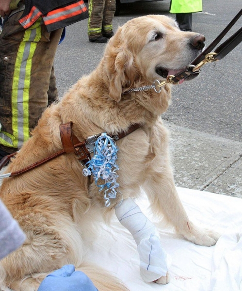 21 невероятная история о том, как собаки спасли людей своим героизмом