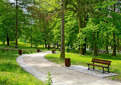 В парках и скверах Симферополя до конца марта высадят более ста деревьев