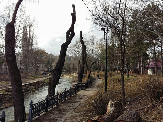 Это не конец: в Симферополе осенью снова будут обрезать деревья