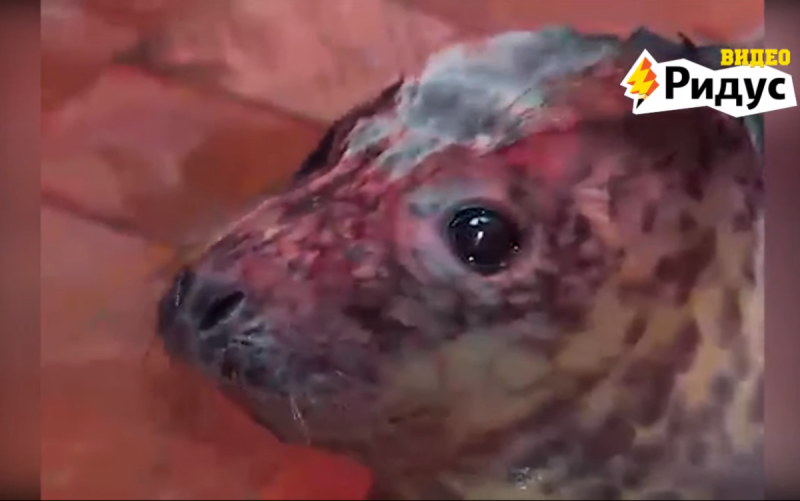 Видео спасенного в Калининграде тюлененка растрогало Рунет