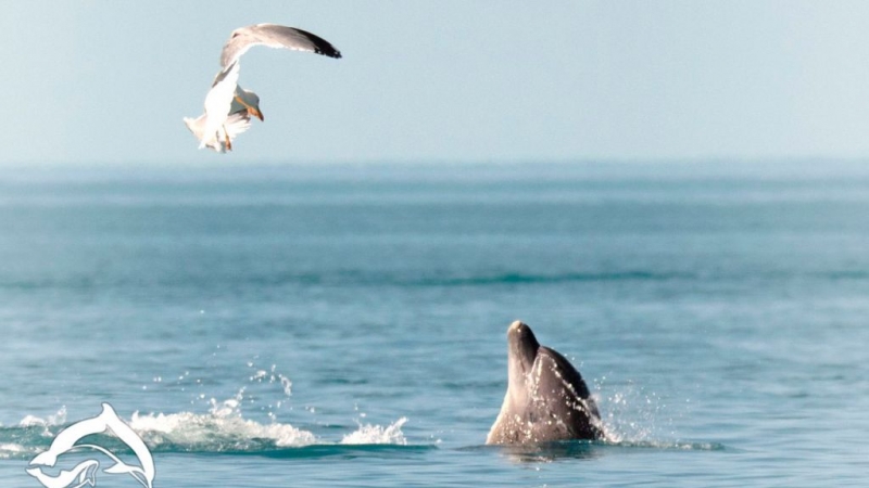 Постпред Порошенко: Крымские дельфины отказались нарушить присягу Украине и свели счеты с жизнью