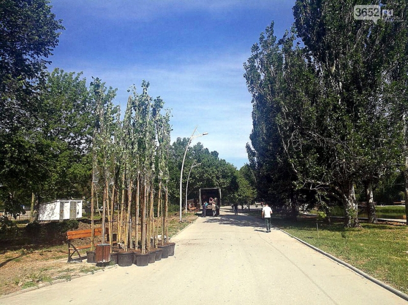 Фотофакт: в Гагаринском парке появились уникальные деревья