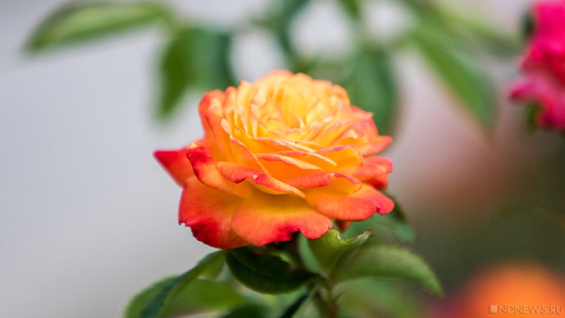 Время роз: в Никитском саду распустились тысячи цветочных «королев» (ФОТО)
