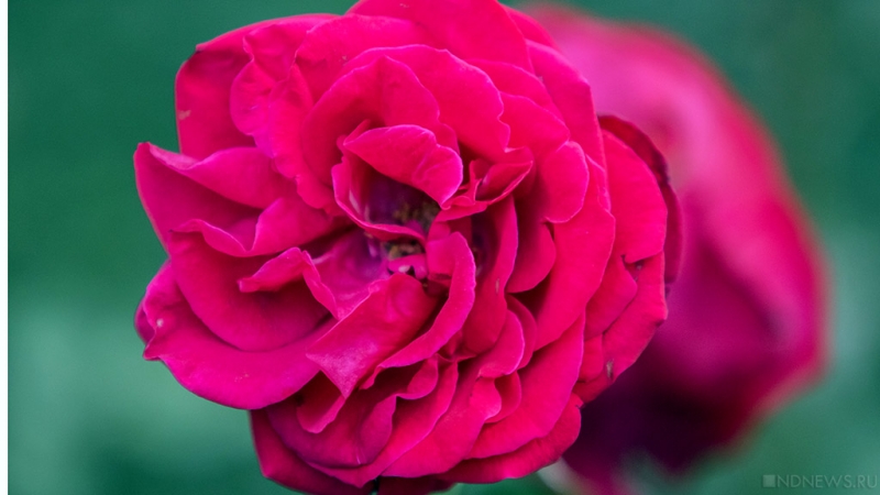 Время роз: в Никитском саду распустились тысячи цветочных «королев» (ФОТО)
