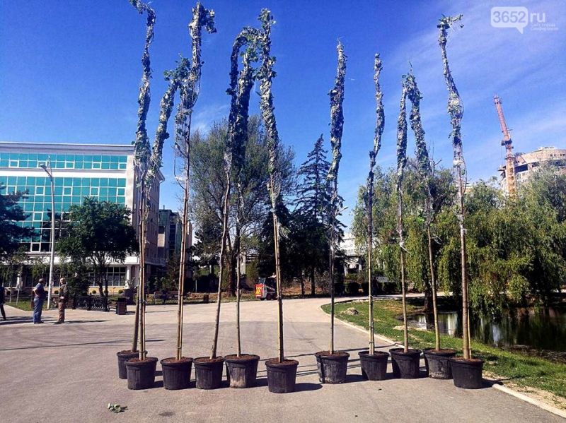 Фотофакт: в Гагаринском парке появились уникальные деревья