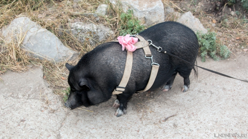 В Крыму предупреждают о возможности возвращения чумы свиней в домашние подворья