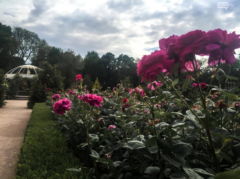Наслаждайся: в ботаническом саду им. Н. В. Багрова в Симферополе цветут розы