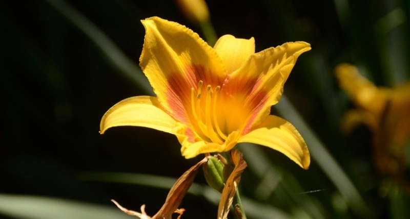 В Никитском ботаническом саду расцвели цветы, уносящие печали