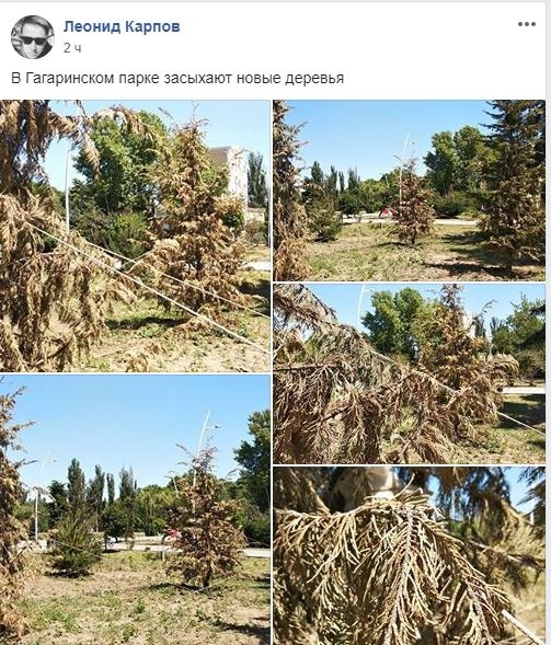 Елки-иголки: в Симферополе массово засыхают новые деревья и кусты