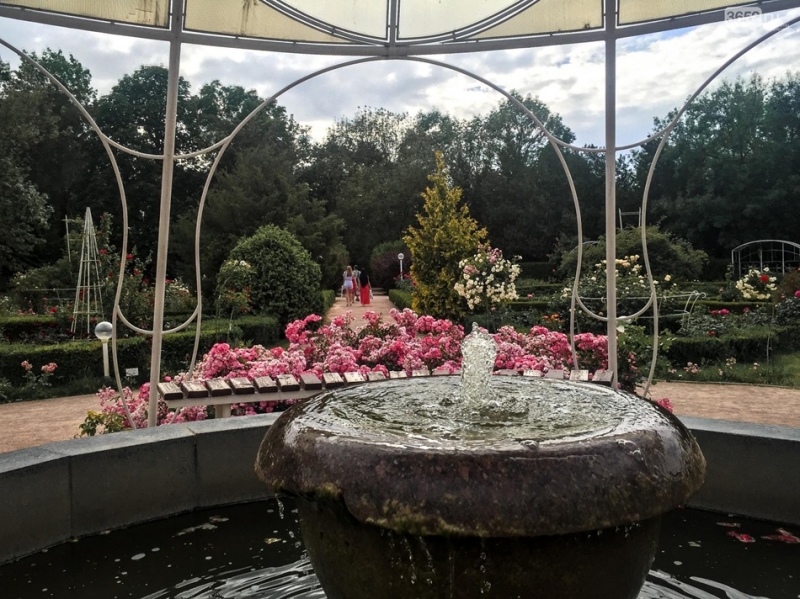 Наслаждайся: в ботаническом саду им. Н. В. Багрова в Симферополе цветут розы