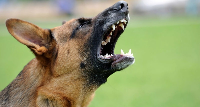 Отдыхающих кусают собаки на Учкуевке — соцсети