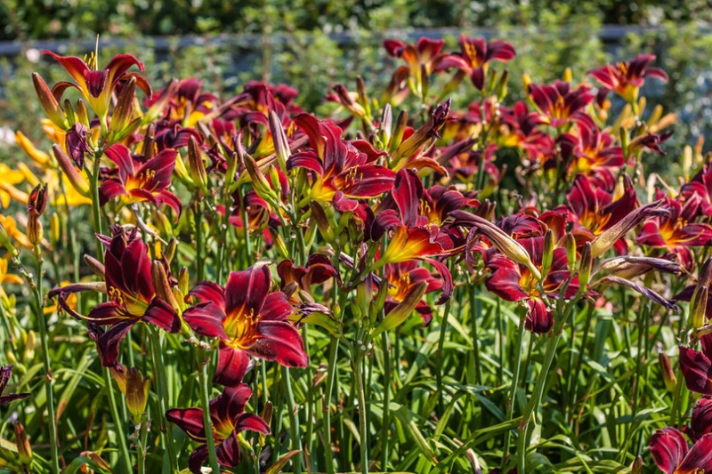 В Никитском ботаническом саду расцвели цветы, уносящие печали