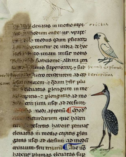  Средневековый манускрипт раскрыл тайну какаду 