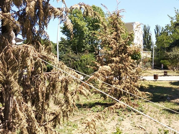Елки-иголки: в Симферополе массово засыхают новые деревья и кусты