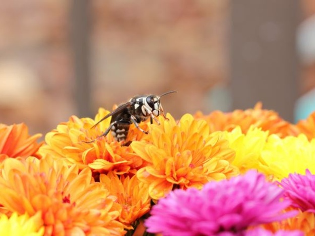 Ярко и ароматно: в Симферополе создадут пчелу из 5 тысяч цветов