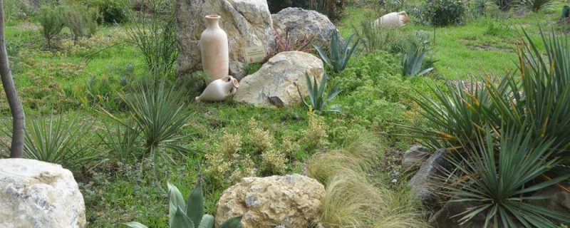 В Никитском саду вырастят "огненные цветы" и придумают имена хризантемам