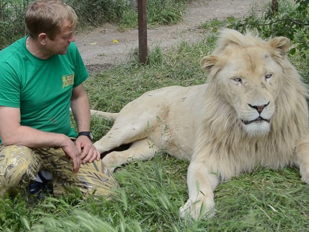 Стало известно, что сделали с укусившим в Тайгане туристку львом