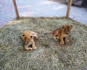 В крымском зоопарке поселились два львенка и Жужа [фото]