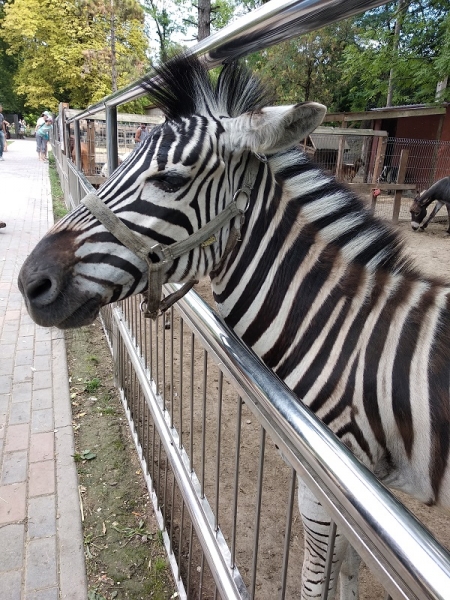 В крымском парке миниатюр поселилась первая зебра [фото]