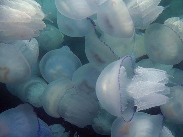 В море у берегов Крыма - нашествие "брачных" медуз