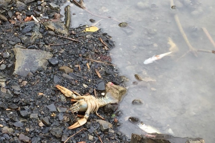 Под Ялтой в озере из-за отравления погибла вся рыба 
