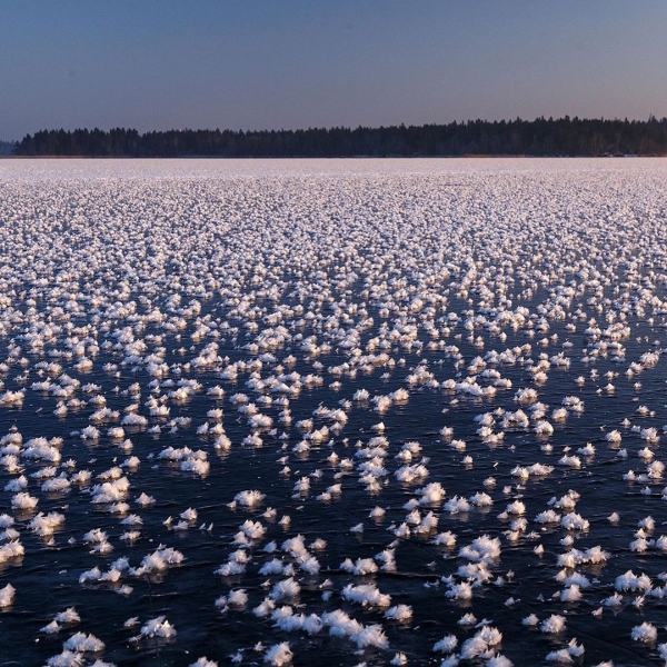 На Валдайском озере заметили редкое явление — поверхность покрылась кристаллическими цветами