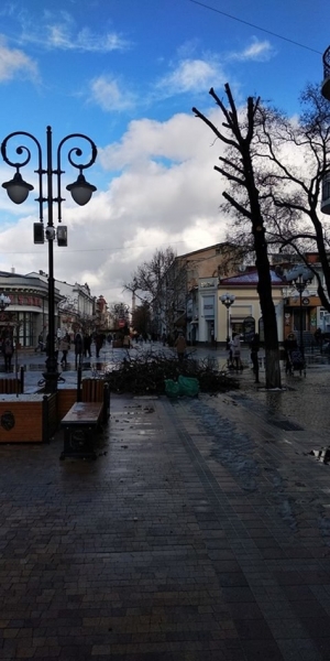 Фотофакт: в центре Симферополя деревья подстригли под ноль