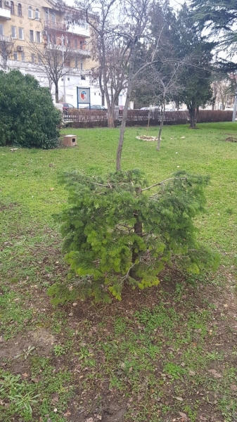 В центре Севастополя украли кусок елки