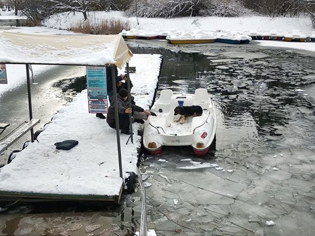 Как это было: в парке Гагарина прохожий спас провалившегося под лед пса