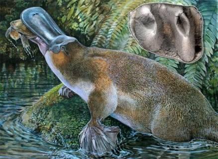 Австралийские палеонтологи нашли гигантского утконоса