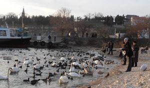 Где в Севастополе сейчас обитают лебеди и чем их кормить [фото, видео]