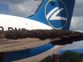 Рой пчел облепил крыло самолета в "Борисполе"
