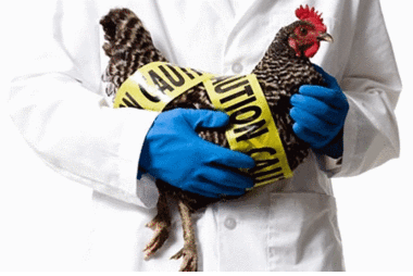 На юге Китая с начала года выявлены 50 случаев заражения птичьим гриппом