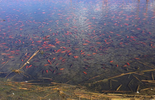 Аквариумные золотые рыбки захватили одно из озер в США