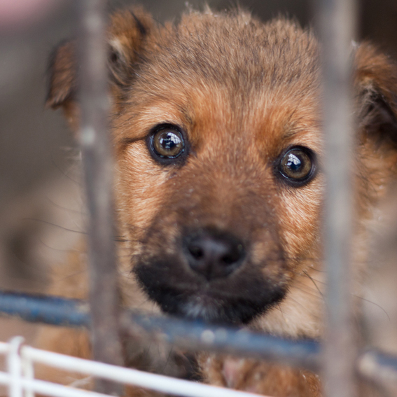 Предлагается установить административную ответственность за жестокое обращение с животными
