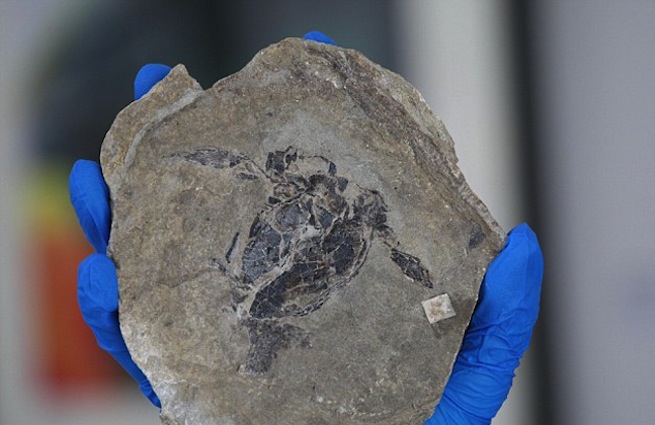 Ученые обнаружили окаменелые останки предка Лох-Несского чудовища