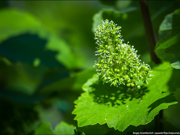 Достопримечательности Крыма: цветение винограда