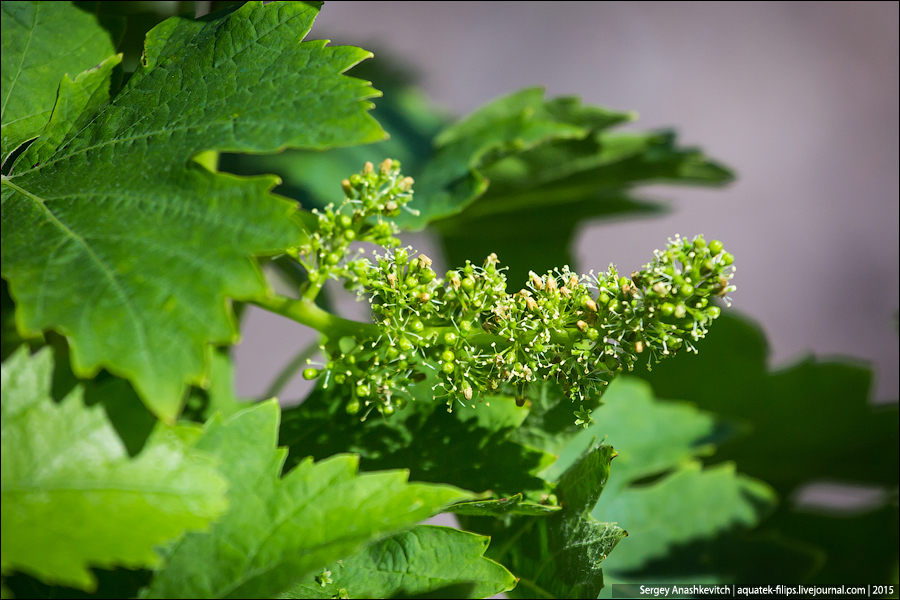 Цветение винограда в Крыму