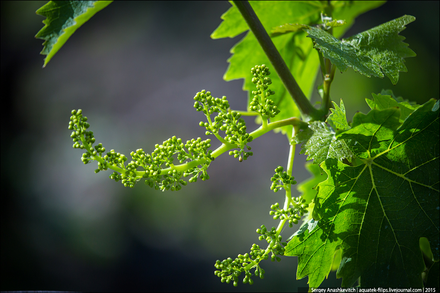 Цветение винограда в Крыму