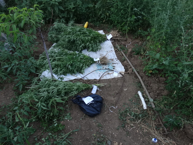 Севастополец засадил огород коноплей и делал марихуану [фото]