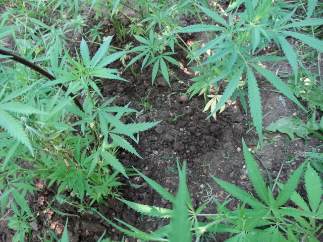 Севастополец засадил огород коноплей и делал марихуану [фото]