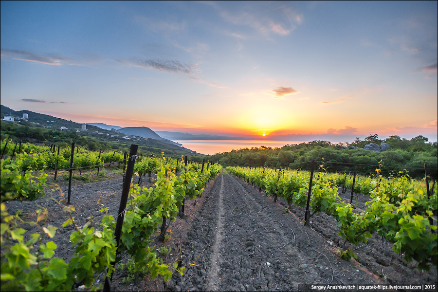 Завораживающий рассвет в виноградниках и горах Крыма