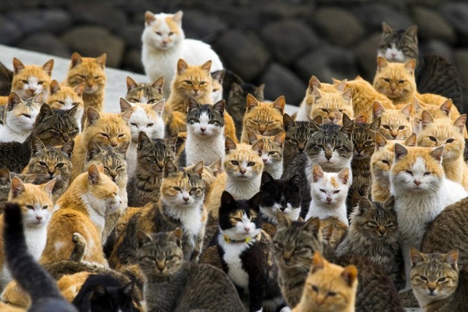 В Госдуме предложили ограничить количество кошек в квартирах