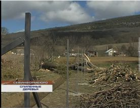 В Варнаутской долине неизвестные спилили десятки многолетних деревьев